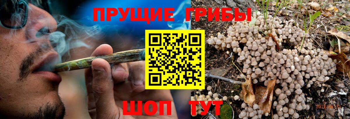 Галлюциногенные грибы Cubensis  Кудымкар  Псилоцибиновые грибы мицелий 